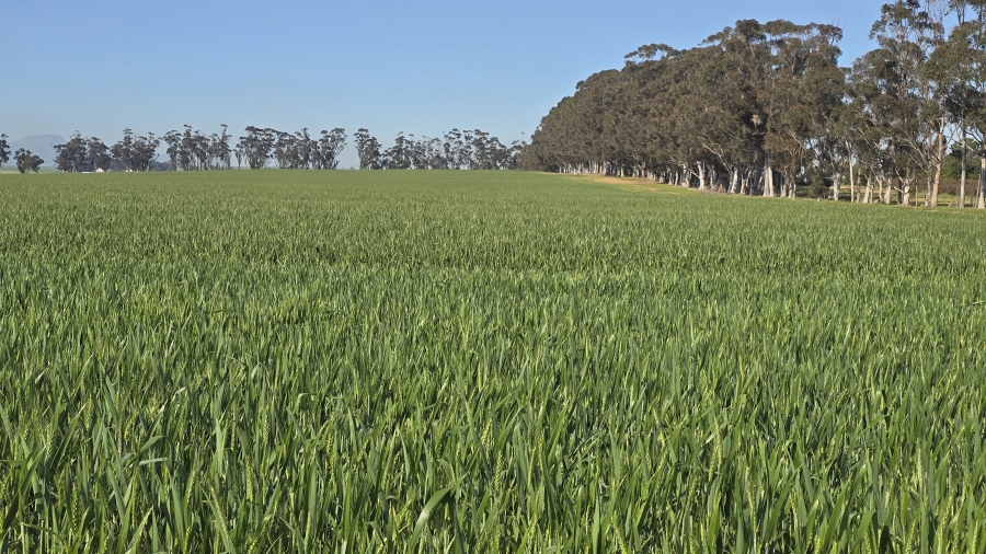 Commercial Property for Sale in Wellington Rural Western Cape